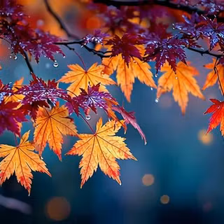 Close up image of rain on leaves