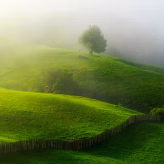 Greenery Grass Land Surrounded