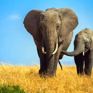 Elefant african de savană adult împreună cu puiul său