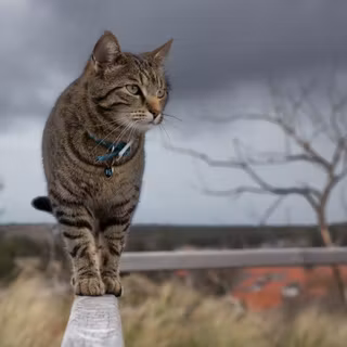 O pisică tabby cu ochi verzi care stă echilibrată pe o grindă