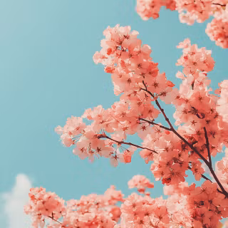 pink flowers