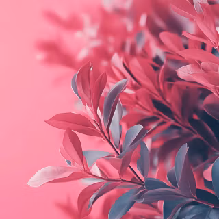 Pink plant