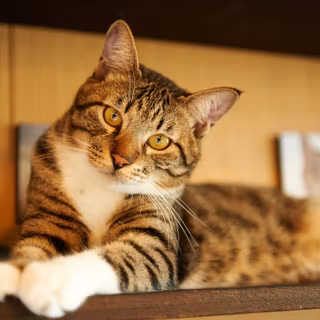 O pisica tabby domestică