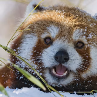 Small panda eating in the snow