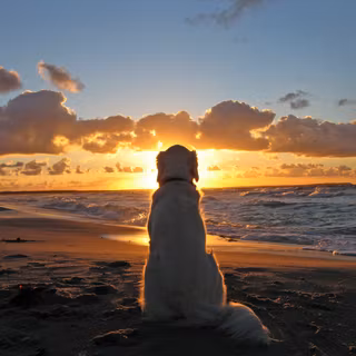 Golden Retriever, stând liniștit pe o plajă cu nisip și privind spre apusul soarelui peste ocean