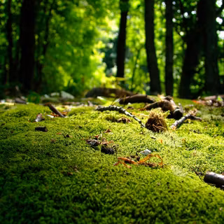 Pădure luxuriantă cu mușchi verde