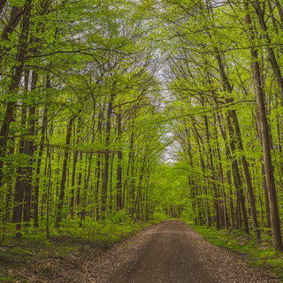 Download Road Natural Forest Reserve Wildacker Schweinfurt Bavaria Spring