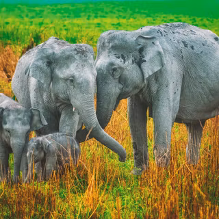 Gentle Affection Within An Elephant Family
