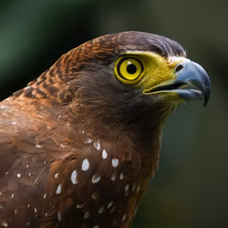 Philippine Serpent Eagle Unique Endemic Raptor