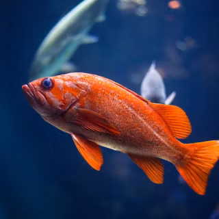 Pește rockfish vermilion