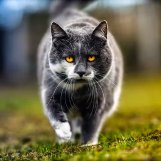 British Shorthair