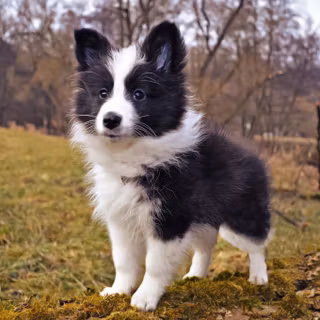Shetland Sheepdog