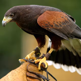 Uliu lui Harris (Parabuteo unicinctus)