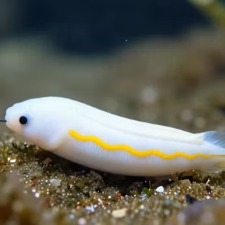 Realistic Tynamo 
