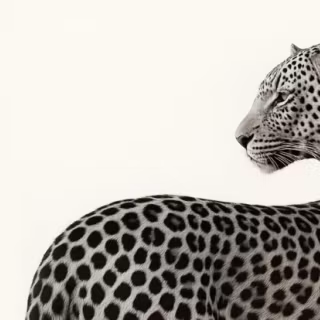 Leopard Wallpaper