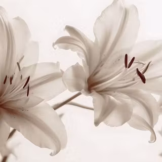 Flower Wallpaper