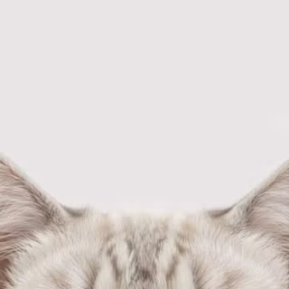 Cat Wallpaper