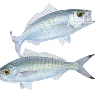 Herring