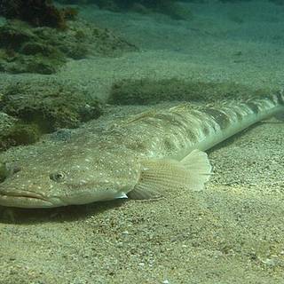 Flathead