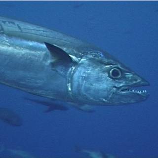 Dogtooth tuna