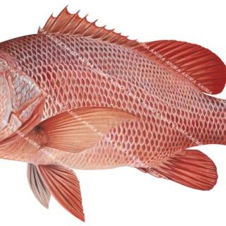 Mangrove jack
