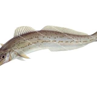 King George whiting