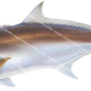 Samson fish ( sambo )
