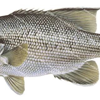 Dhu fish