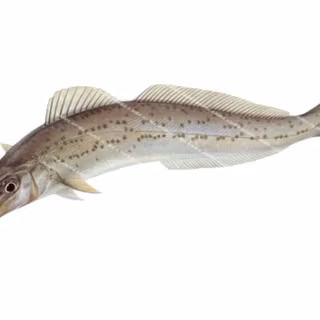 King George whiting