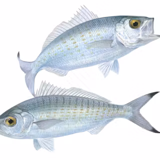 Duo herring