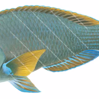 Baldchin groper