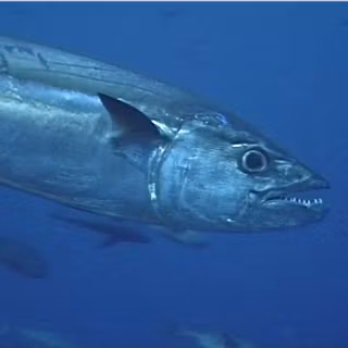 Dogtooth tuna
