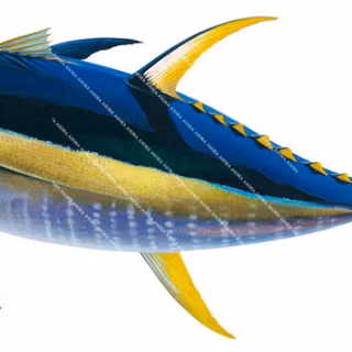 Tuna