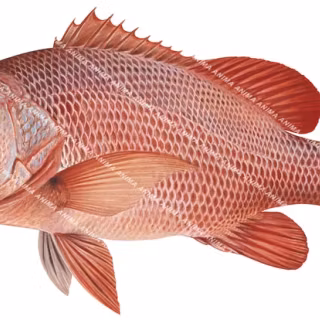 Mangrove jack