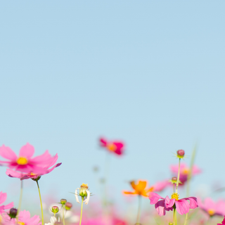 flower background