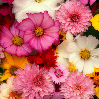 flower background