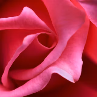 Rose Petals
