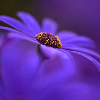 Adorable Purple Flower