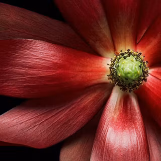 Adorable Red Flower