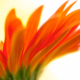 Adorable Saffron Flower