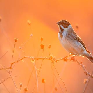 Small Bird In Orange SunLigh