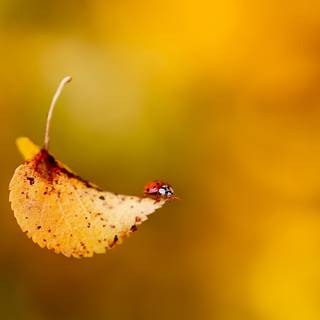 Ladybug Beetle On A Yellow Leaf Autumn