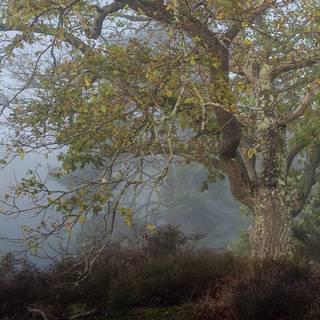 Oak Tree Early Autumn Fog
