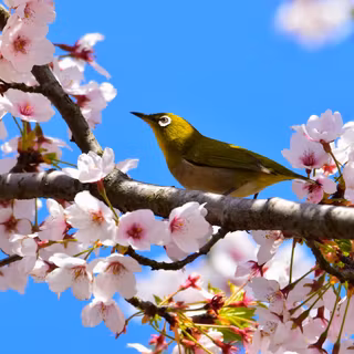 Yellow Bird Perched On A Blossom Branch Spring