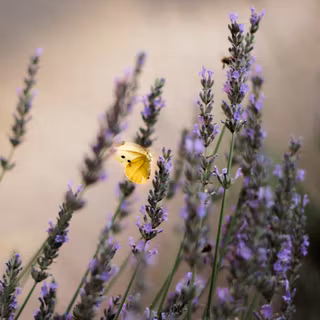 Yellow Butterfly Lavender Flowers