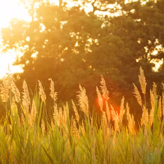 Wild Plants In Sunlight Glow Nature