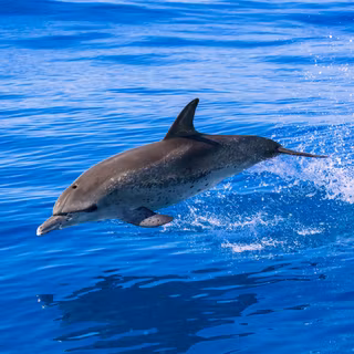 Atlantic Spotted Dolphin Jumping Ubatuba Marine Protected Area