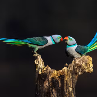 Malabar Parakeets Interaction
