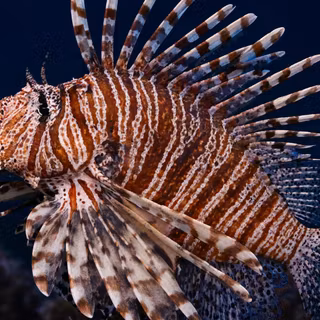 Lionfish In Natural Habitat