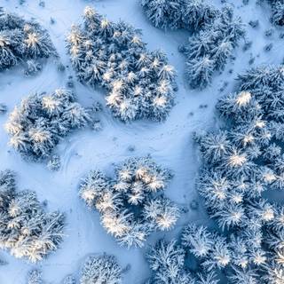 Snowy Fir Trees Forest Winter Aerial View